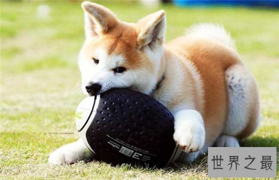 十种世界上最贵的狗排名，藏獒属实霸气！