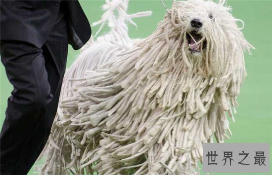 十种世界上最贵的狗排名，藏獒属实霸气！