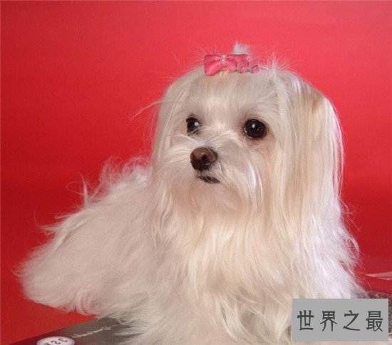 十种世界上最贵的狗排名，藏獒属实霸气！