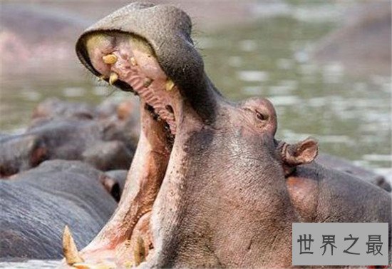 世界十大咬合力最强动物，大白鲨垫底第一竟然是它！