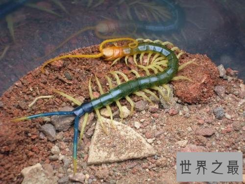 世界上最大的蜈蚣，半米长的蜈蚣你见过吗