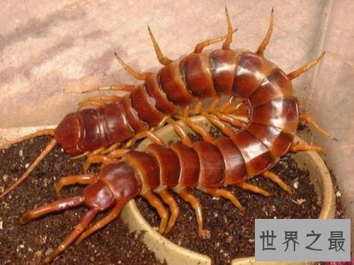 世界上最大的蜈蚣，半米长的蜈蚣你见过吗