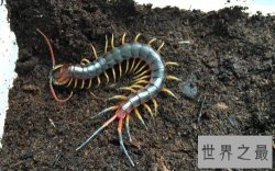 世界上最大的蜈蚣，半米长的蜈蚣你见过吗