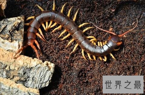世界上最大的蜈蚣，半米长的蜈蚣你见过吗