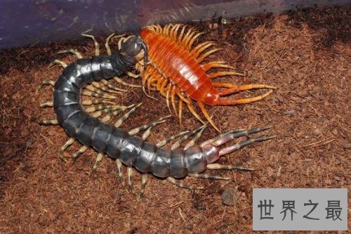 世界上最大的蜈蚣，半米长的蜈蚣你见过吗