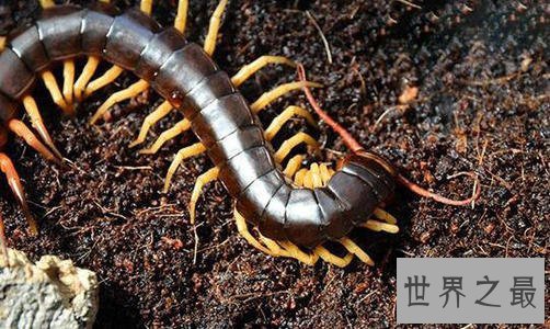 世界上最大的蜈蚣，半米长的蜈蚣你见过吗