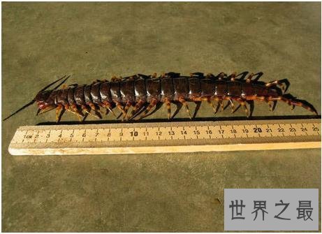 世界上最大的蜈蚣，半米长的蜈蚣你见过吗