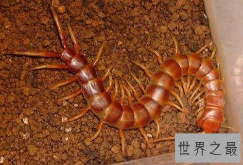 世界上最大的蜈蚣，半米长的蜈蚣你见过吗