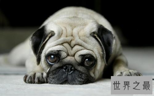 世界上最小的十种狗，你最喜欢哪个萌萌哒小可爱？