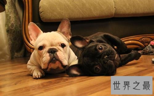 世界上最小的十种狗，你最喜欢哪个萌萌哒小可爱？