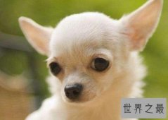 世界上最小的十种狗，你最喜欢哪个萌萌哒小可爱？