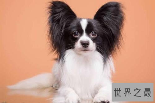 世界上最小的十种狗，你最喜欢哪个萌萌哒小可爱？