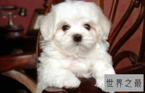 世界上最小的十种狗，你最喜欢哪个萌萌哒小可爱？