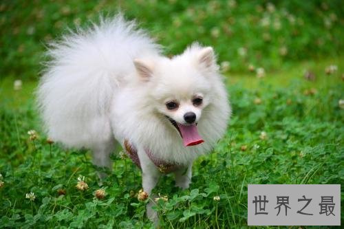 世界上最小的十种狗，你最喜欢哪个萌萌哒小可爱？