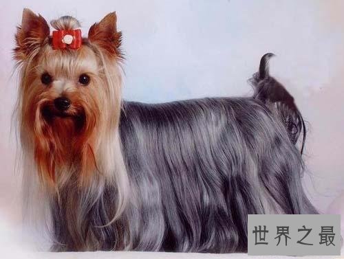 世界上最小的十种狗，你最喜欢哪个萌萌哒小可爱？