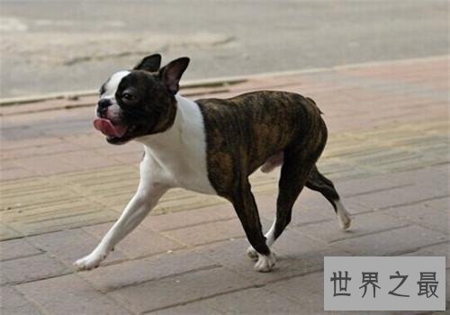 世界上最小的十种狗，你最喜欢哪个萌萌哒小可爱？