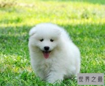 狗狗智商排名，日天日地的泰迪居然排第二