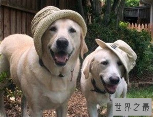 狗狗智商排名，日天日地的泰迪居然排第二