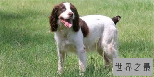 狗狗智商排名，日天日地的泰迪居然排第二