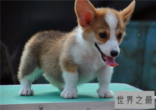 狗狗智商排名，日天日地的泰迪居然排第二