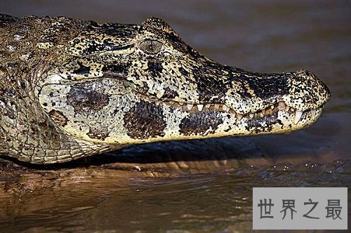 凯门鳄是鳄鱼吗？一起来了解下凯门鳄吧！