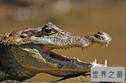 凯门鳄是鳄鱼吗？一起来了解下凯门鳄吧！