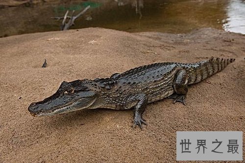 凯门鳄是鳄鱼吗？一起来了解下凯门鳄吧！