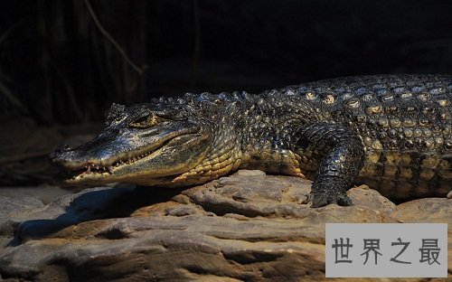 凯门鳄是鳄鱼吗？一起来了解下凯门鳄吧！