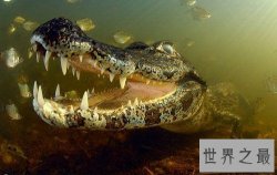 凯门鳄是鳄鱼吗？一起来了解下凯门鳄吧！