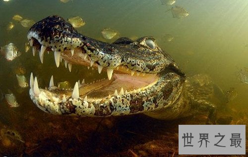 凯门鳄是鳄鱼吗？一起来了解下凯门鳄吧！