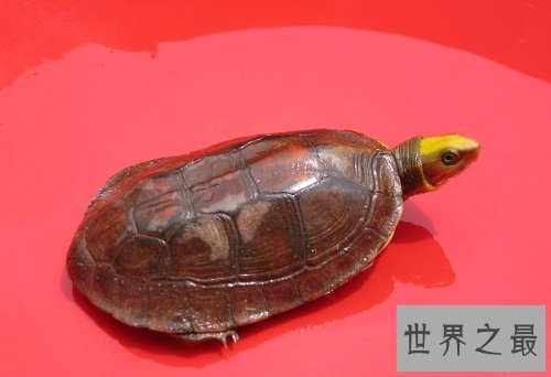 金头闭壳龟的鉴别方法，你知道多少呢？