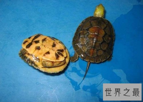 金头闭壳龟的鉴别方法，你知道多少呢？