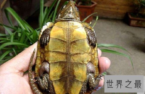 金头闭壳龟的鉴别方法，你知道多少呢？