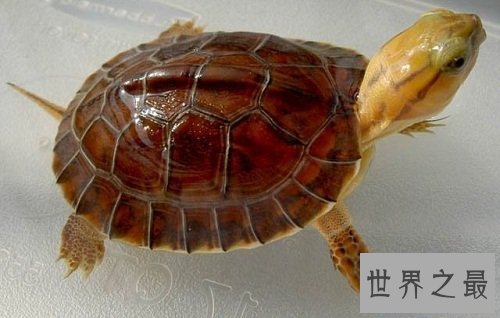 金头闭壳龟的鉴别方法，你知道多少呢？