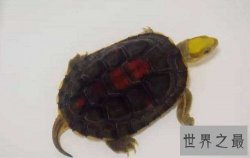 金头闭壳龟的鉴别方法，你知道多少呢？