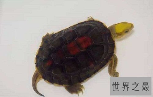 金头闭壳龟的鉴别方法，你知道多少呢？