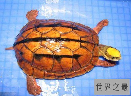 金头闭壳龟的鉴别方法，你知道多少呢？