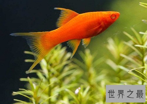 红月光鱼怎么饲养呢？养鱼窍门为你奉上！