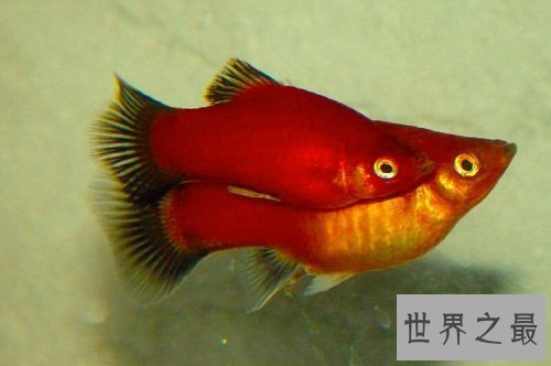 红月光鱼怎么饲养呢？养鱼窍门为你奉上！