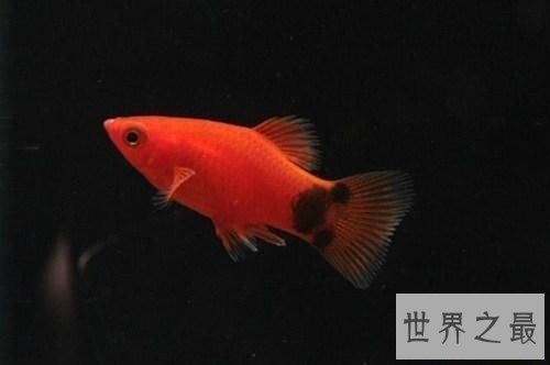 红月光鱼怎么饲养呢？养鱼窍门为你奉上！