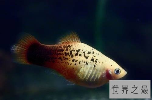 红月光鱼怎么饲养呢？养鱼窍门为你奉上！