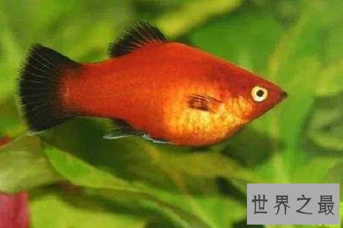 红月光鱼怎么饲养呢？养鱼窍门为你奉上！