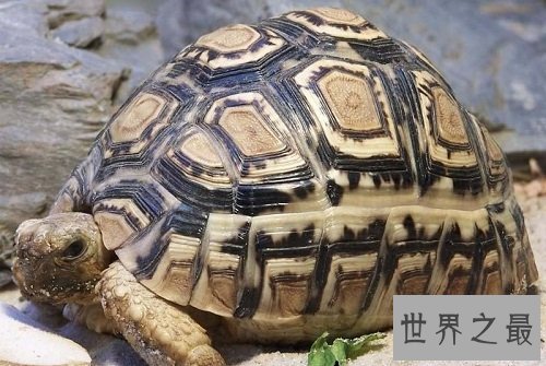 豹纹陆龟饲养小贴士，你都了解多少呢？