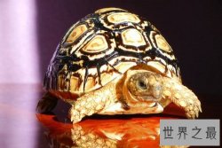 豹纹陆龟饲养小贴士，你都了解多少呢？
