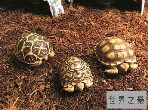 豹纹陆龟饲养小贴士，你都了解多少呢？