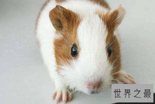 荷兰猪寿命有多长？决定因素都有哪些呢？