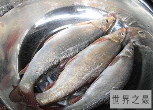 细鳞鱼价格有价无市，原因让人惊悚不已！