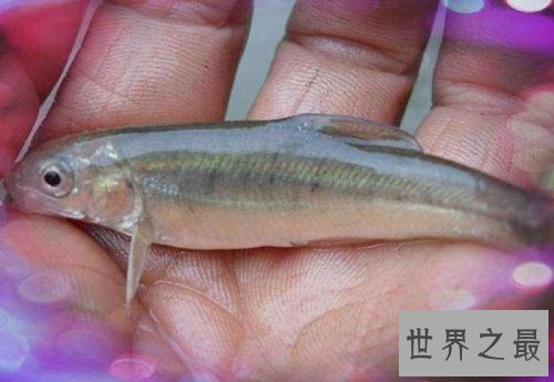 细鳞鱼价格有价无市，原因让人惊悚不已！