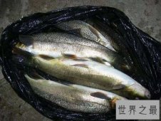 细鳞鱼价格有价无市，原因让人惊悚不已！