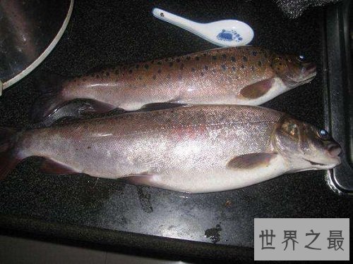 细鳞鱼价格有价无市，原因让人惊悚不已！